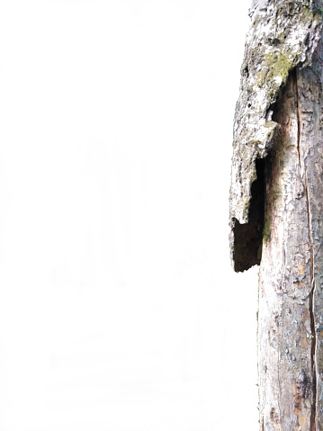 Treetrunk, Tiveden. Treetrunk with falling bark in Tiveden natural reserve, white background.