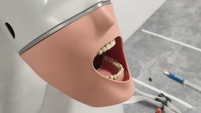 Dental mannequin or dummy for training dental students