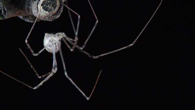 Daddy long-legs spider, also called cellar spider close up
