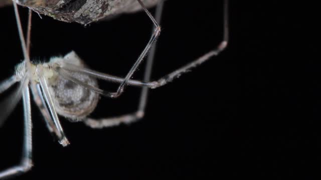 Daddy long-legs spider, also called cellar spider close up