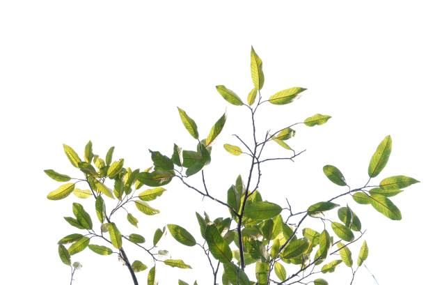 istock A Tropical tree with leaves branches on white isolated background for green foliage backdrop 2131128745