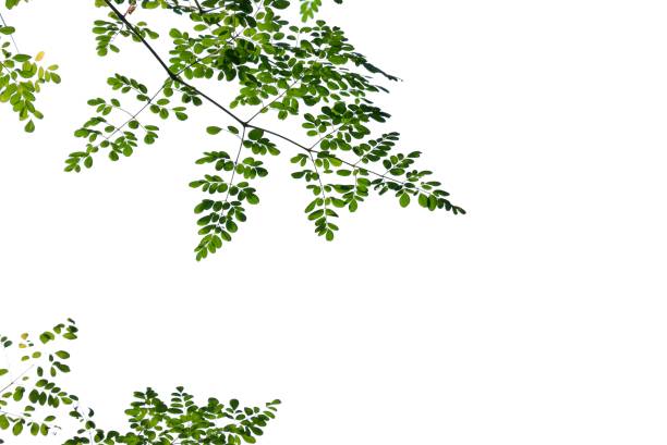 istock A Tropical tree with leaves branches on white isolated background for green foliage backdrop 2131128759