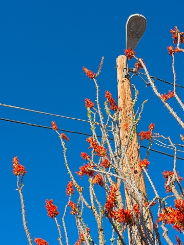 Ocotillo blooms against a light pole with deep blue skies. Contrasts of native flora and man made object in Las Cruces New Mexico.