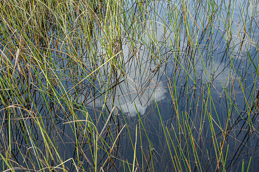Everglades, Florida, USA - July 29, 2023: Closeup of square meter where reed stalks enter water surface and surrounded by small amount of blue-green algae