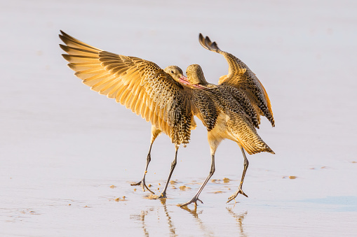 Marbled godwit on the beach at sunset. A close-up portrait of a large shorebird, California Central Coast.