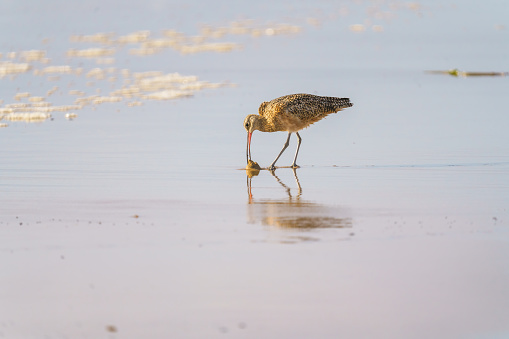 The marbled godwit, a large shorebird, on the beach at sunset, beautiful blue ocean in the background, California coastline