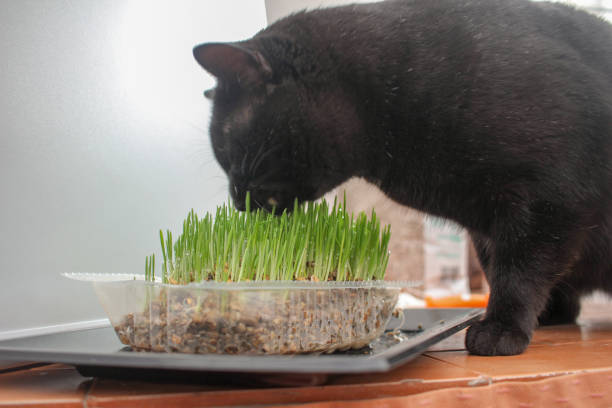 istock Homegrown Happiness: Black Cat Savoring Catnip 2131172498