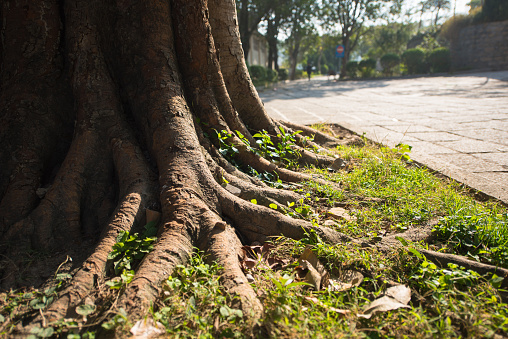 The tall Bodhi tree in the temple, with a close-up shot of its roots.