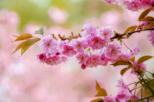 Amazing pink Cherry blossoms (maybe Kanzan cherry trees) in Japanese garden of hasselt Amazing pink Cherry blossoms (maybe Kanzan cherry trees) in Japanese garden of hasselt. dissected flower stock pictures, royalty-free photos & images