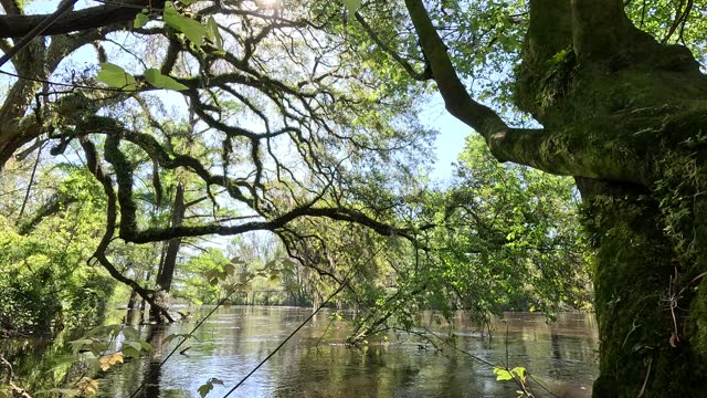 View through twisted, gnarly oak branches, looking out over a flooded Withlacoochee North river