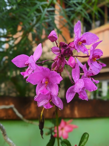 purple ground orchid flowers, with the Latin name Spathoglottis Plicata, splashed with rainwater