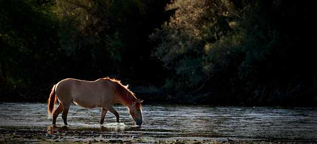 Wild Horse Playing on the Salt River in the Superstition Mountains near Phoenix Arizona at sunset surrounded by drifting cottonwood cotton..
