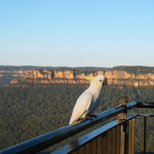 istock Cockatoo in front of the valley 2131231434