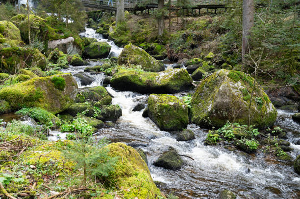 Triberg waterfall in the Black Forest, highest fall in Germany, Gutach river plunges over seven major steps into the valley, wooden bridge