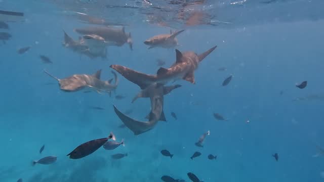 Tawny Nurse Sharks Swarming Around Boat For Food, Underwater Closeup