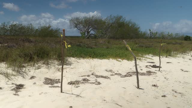 Protected sea turtle nests on a Bahia de Las Aguilas beach, Dominican Republic