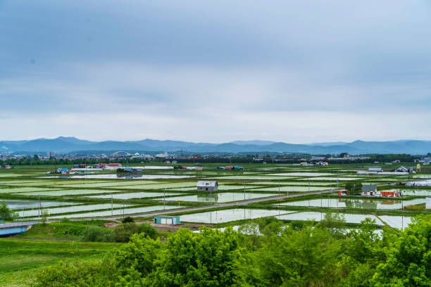 istock Paddy field after rice planting 2131298797