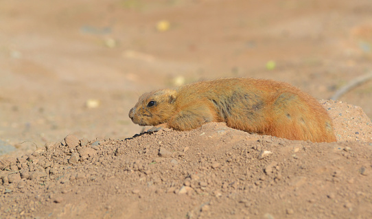 prairie dog lying down on top of his hole, springtime