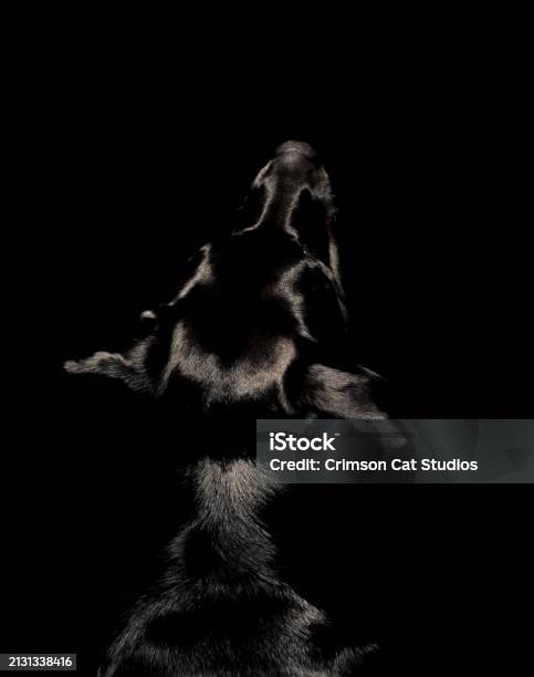 Black Lab Computer Background Black Lab On Black Background Stock Photo - Download Image Now - Animal ...
