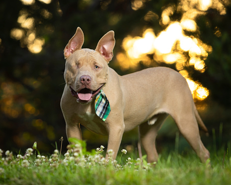 One-eyed pit bull in a tie sunset background