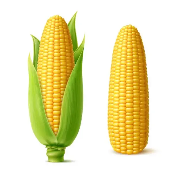 Vector illustration of Realistic ripe sweet corn cobs with juicy kernels