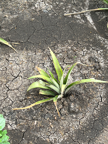 close up pineapple plant on the ground