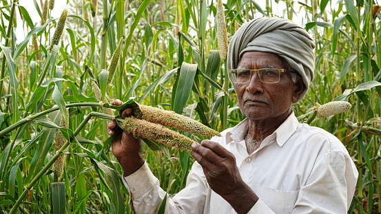 Farmer showing insects or caterpillar. Deadly caterpillar damaged whole crop of bajra or pearl millet.