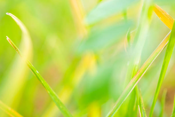 green grass leaf in garden with blur background