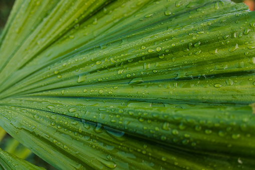 Close-up of wet green leaves seen deep down in the tropical rainforest in Bali, Indonesia.