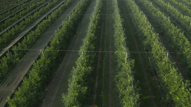 Huge orchard shielded by protective nets for optimal growth