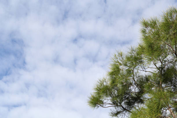 Green casuarina she-oak pine tree needles leaves against a blue sky with white fluffy clouds