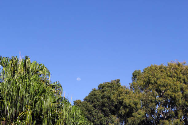 Palm tree, eucalyptus gum tree and the moon against a blue sky background
