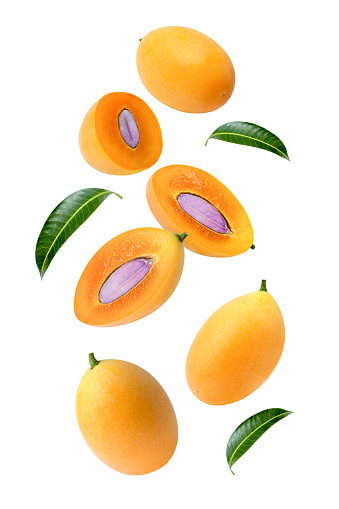 Fresh Marian plum (plum mango) with leaf flying in the air isolated on white background.