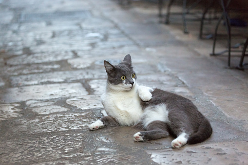 Gray and white cat looking back while lying on the paving stone in the Old City of Dubrovnik, Croatia.