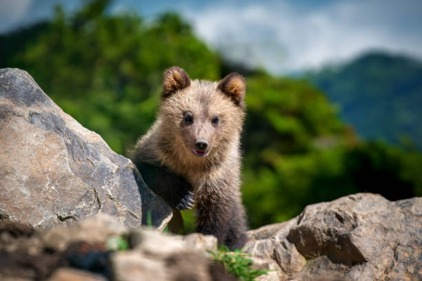 istock Brown bear cub walking across rocky hillside 2131478324