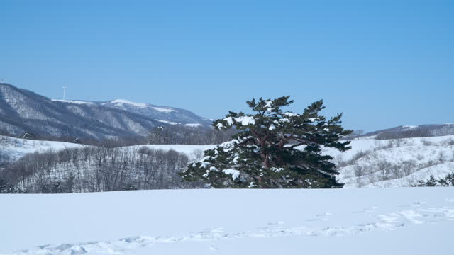 Pine Tree Covered in Snow Growing on Slope of Mountain at Daegwallyeong Sky Ranch , Gangwon-do
