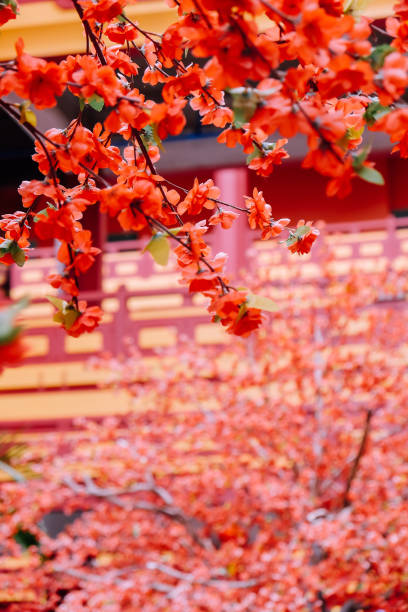 istock artificial Japanese cherry blossoms in full bloom 2131499550