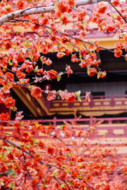 istock artificial Japanese cherry blossoms in full bloom 2131499551