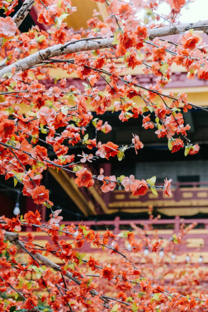 istock artificial Japanese cherry blossoms in full bloom 2131499552