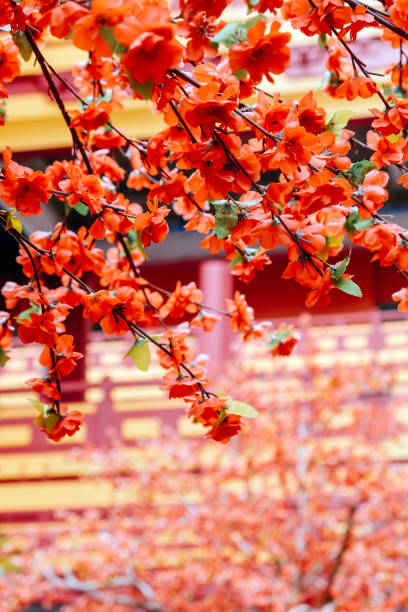 istock artificial Japanese cherry blossoms in full bloom 2131499554