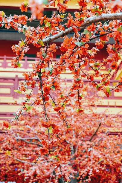 istock artificial Japanese cherry blossoms in full bloom 2131500060