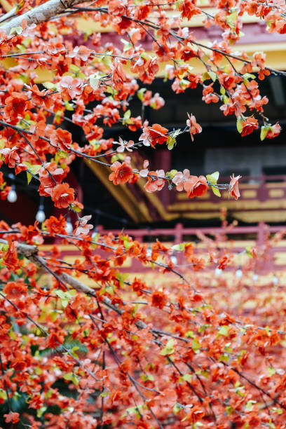istock artificial Japanese cherry blossoms in full bloom 2131500061