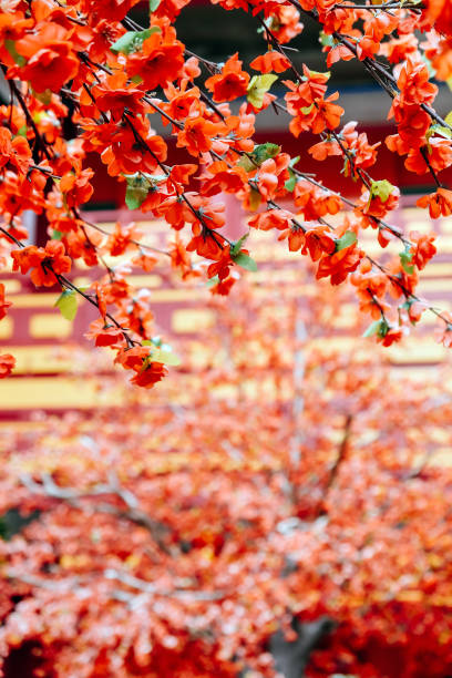 istock artificial Japanese cherry blossoms in full bloom 2131500097