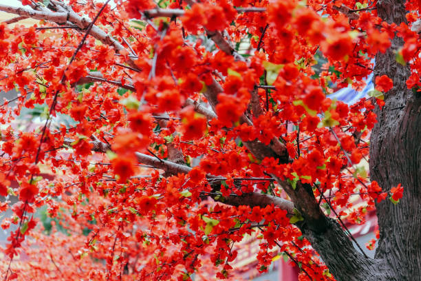 istock artificial Japanese cherry blossoms in full bloom 2131500612