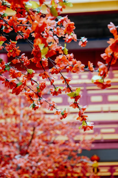 istock artificial Japanese cherry blossoms in full bloom 2131500616