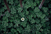 A white clover among the clover leaves
