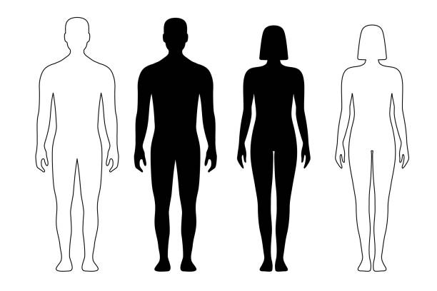 stockillustraties, clipart, cartoons en iconen met man and woman human body silhouette outline figure - silhouet