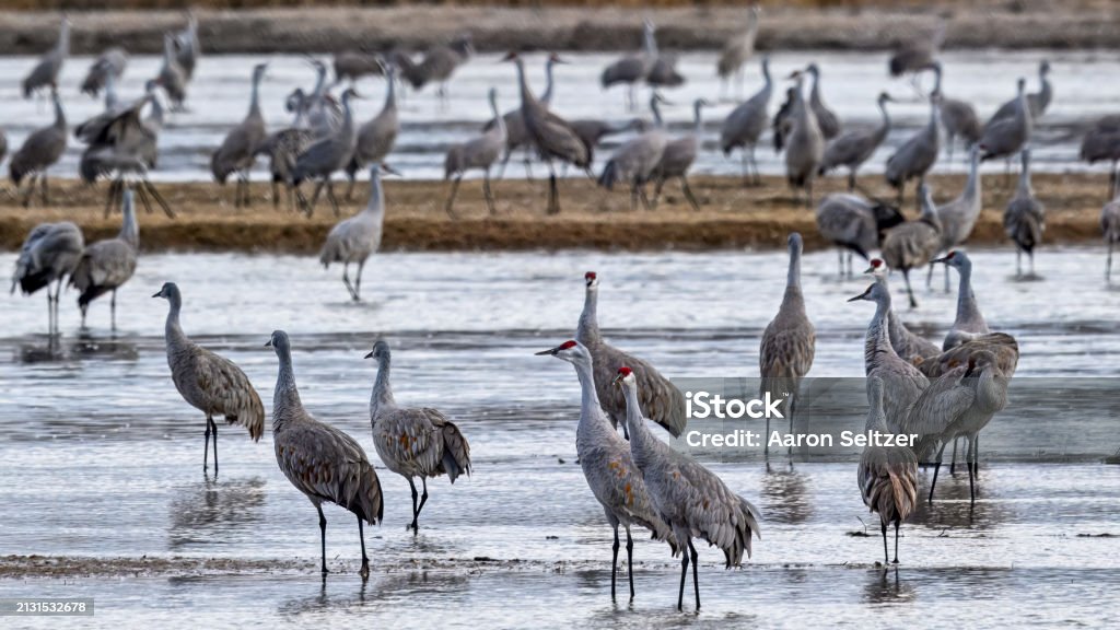Sandhill Cranes - Royalty-free Audubon's Rowe Koruma Alanı Stok görsel Sandhill Cranes - Royalty-free Audubon's Rowe Koruma Alanı Stok görsel