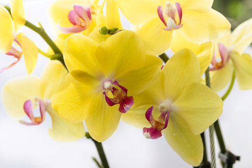 Close-up high key image of a dendrobium orchid plant