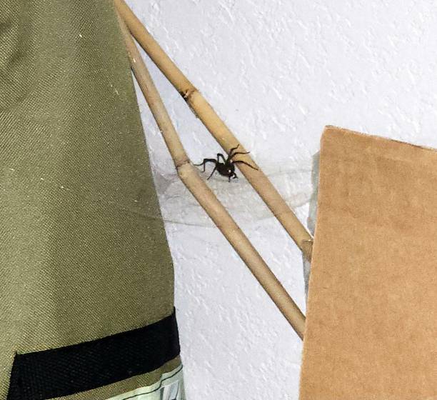 istock The biggest spider found in the house 2131544925